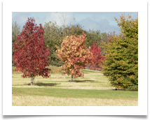 Autumnal Trees - Wansford - Denis McAllister